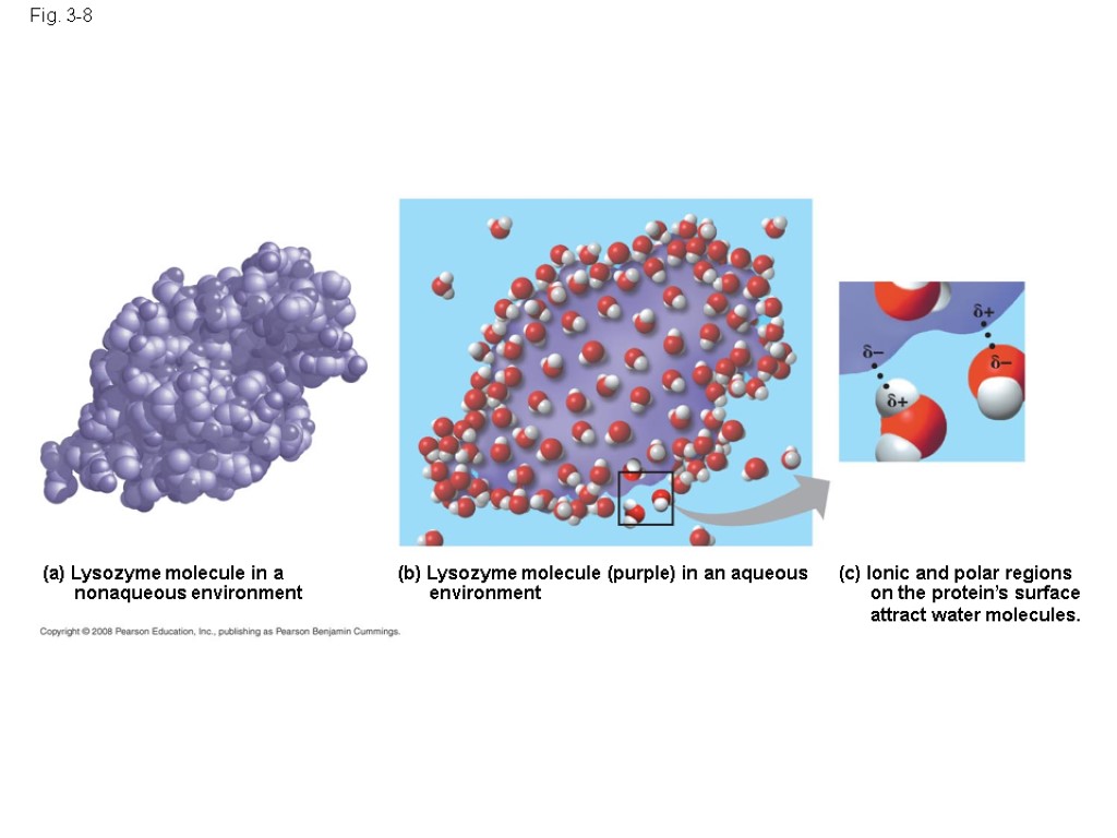 Fig. 3-8 (a) Lysozyme molecule in a nonaqueous environment (b) Lysozyme molecule (purple) in